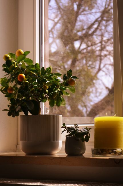 枯らさない自信がなくても大丈夫。観葉植物のある暮らしのはじめかた